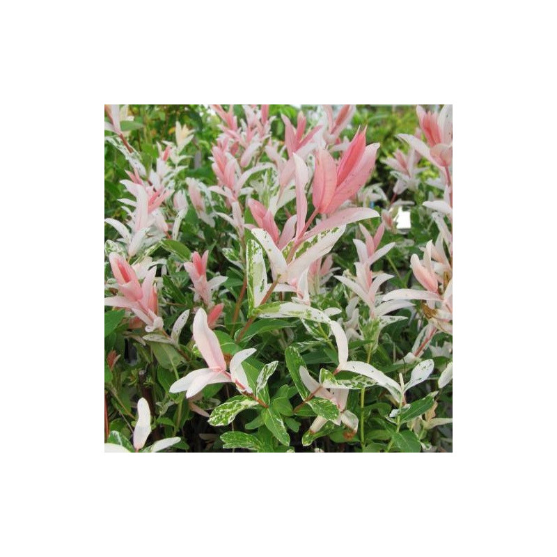 Saule crevette (Touffe)