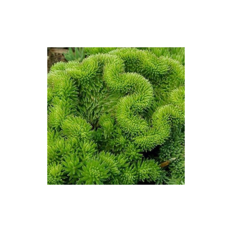 Sedum reflexum 'Cristata'