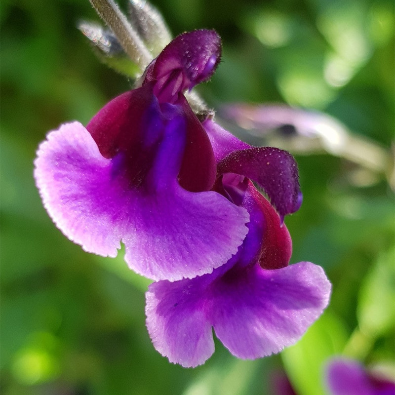 Sauge microphylla 'Oriental Dove'