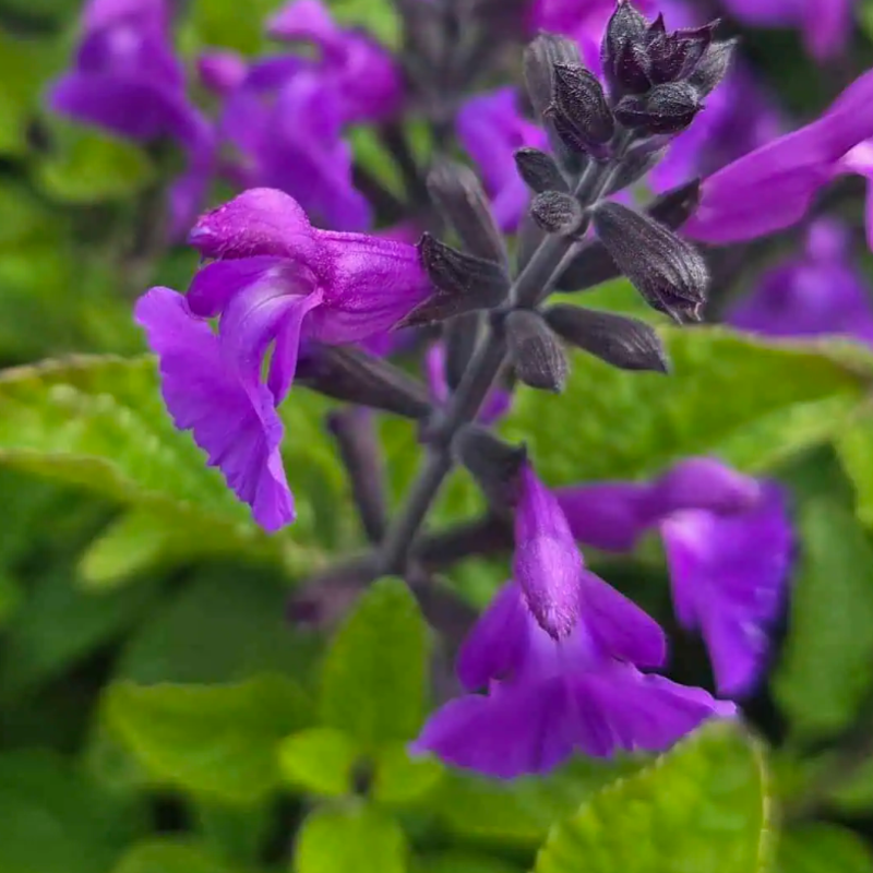 Sauge microphylla 'So Cool Purple'