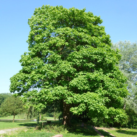 Catalpa commun
