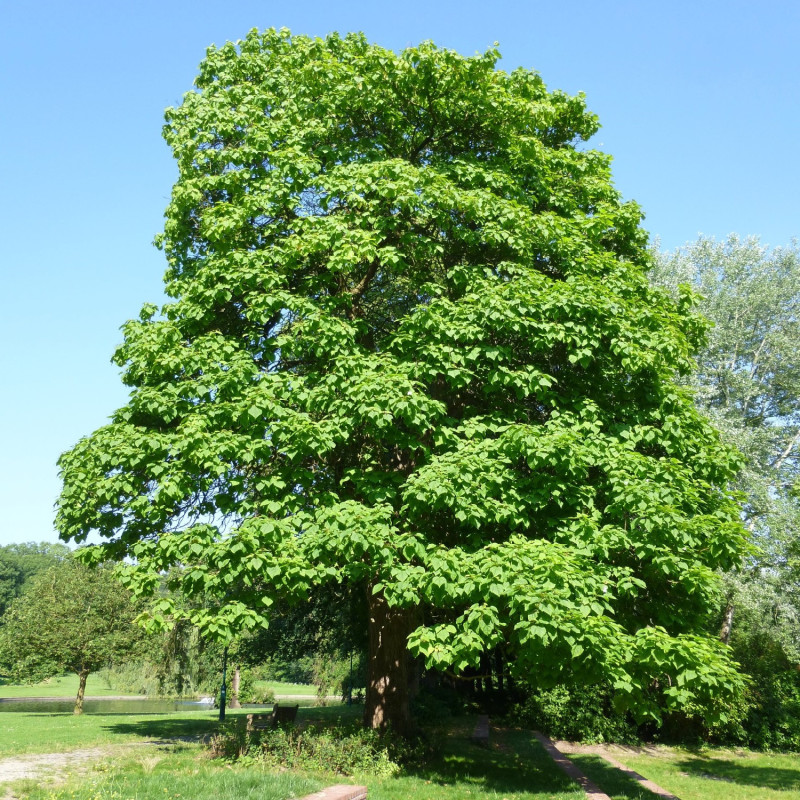 Catalpa commun