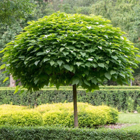 Catalpa 'Nana'