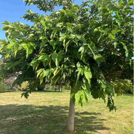 Murier Platane 'Fruitless' (stérile)