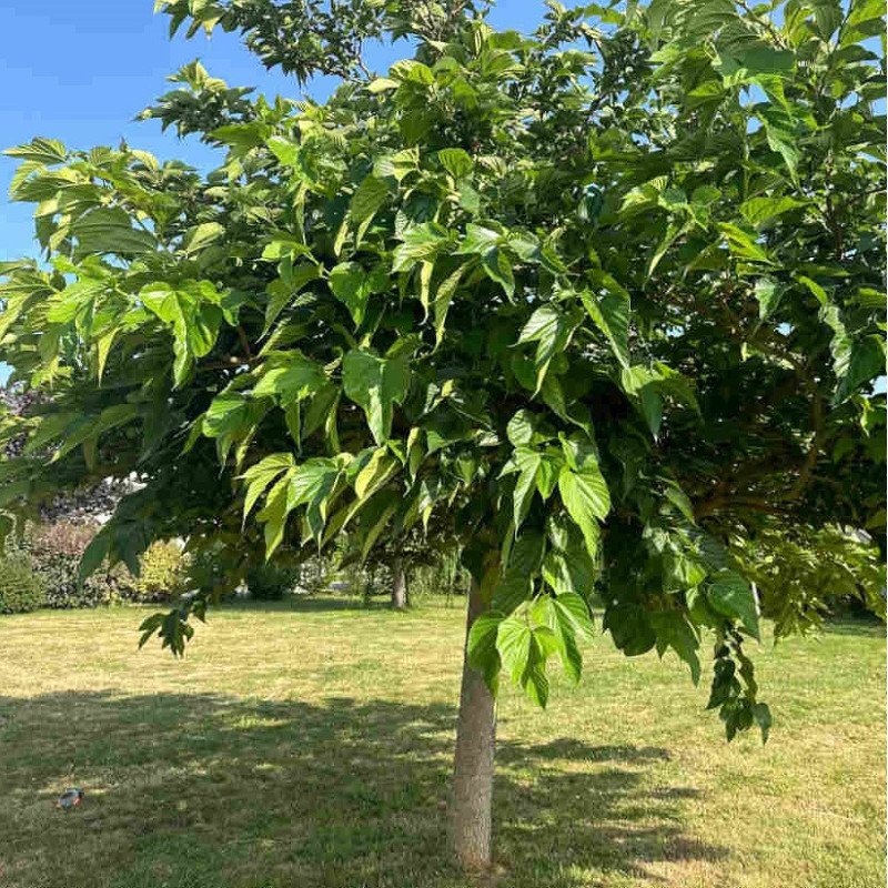 Murier Platane 'Fruitless' (stérile)