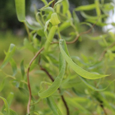 Saule tortueux - Jeune Plant