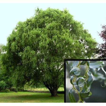 Saule tortueux - Jeune Plant