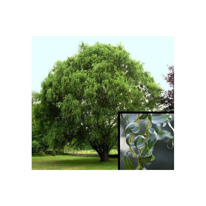 Saule tortueux - Jeune Plant