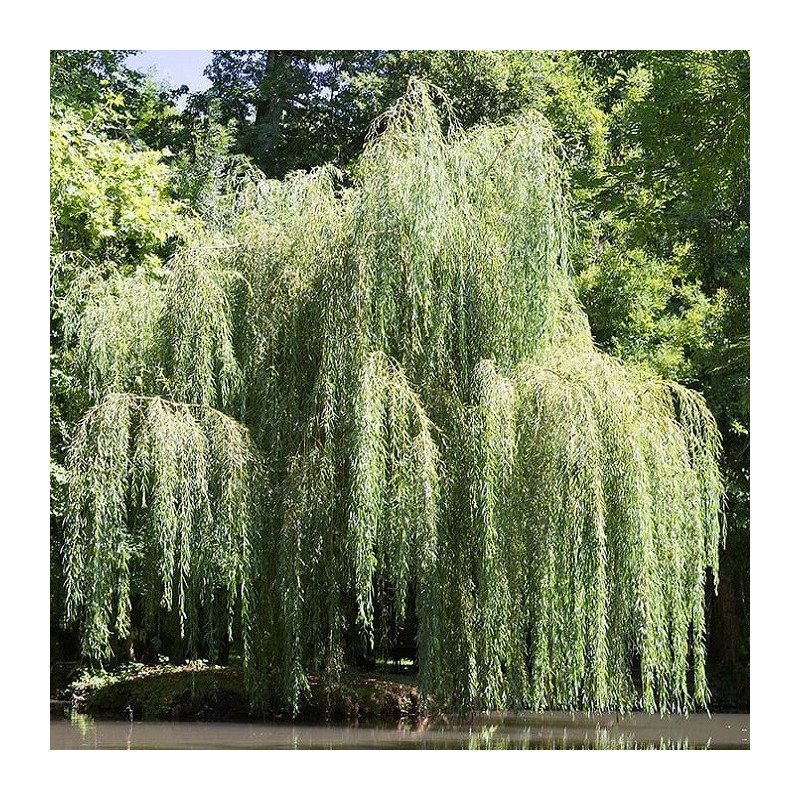 Saule pleureur - Jeune Plant