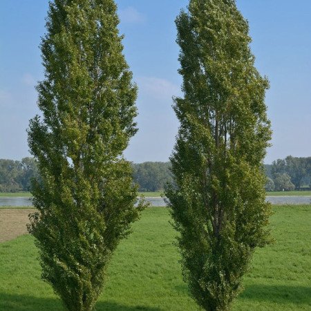 Peuplier noir 'Italica' - Jeune Plant