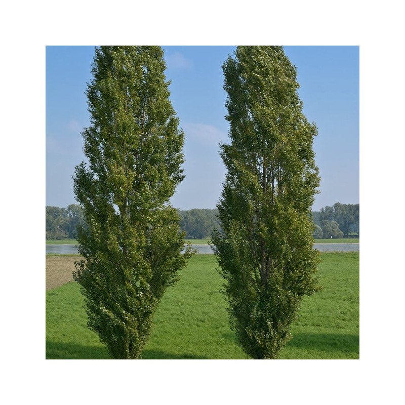 Peuplier noir 'Italica' - Jeune Plant