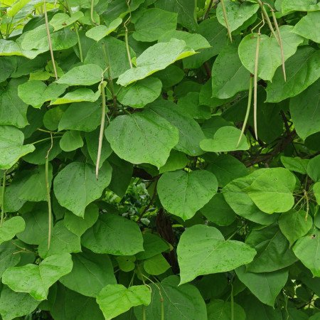 Catalpa commun - Jeune Plant