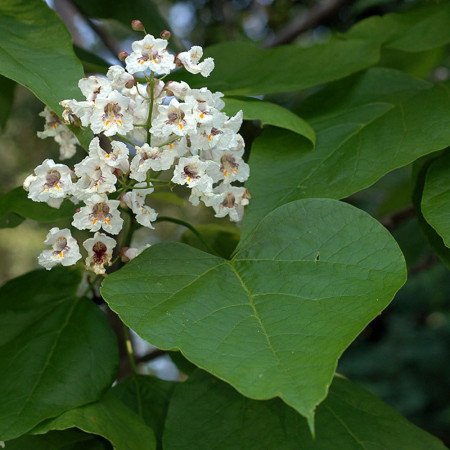 Catalpa commun - Jeune Plant