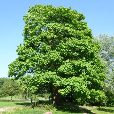 Catalpa commun - Jeune Plant