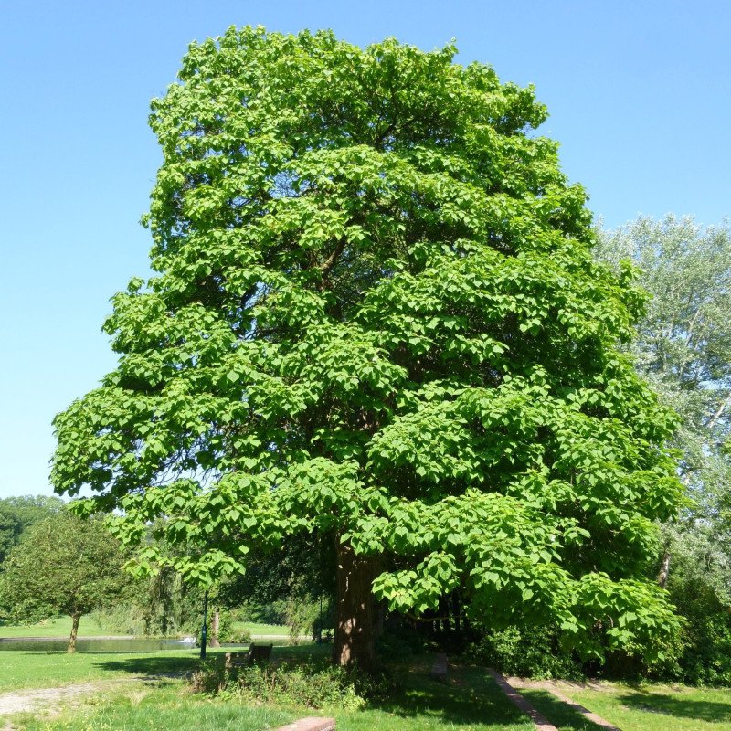 Catalpa commun - Jeune Plant
