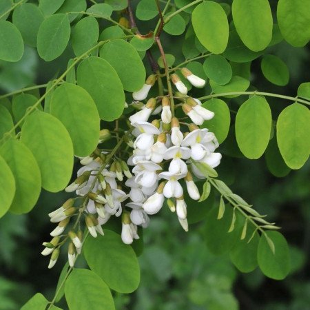 Robinier (faux-acacia) - Jeune Plant