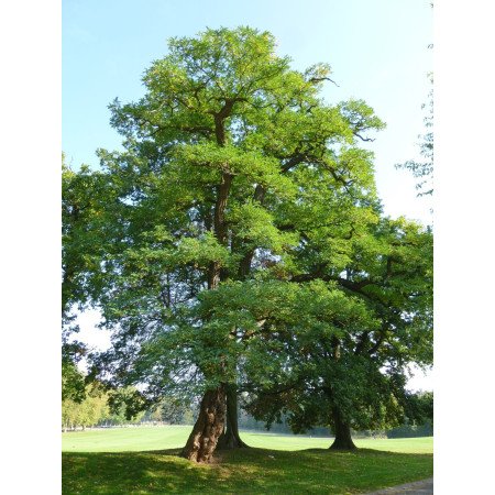 Robinier (faux-acacia) - Jeune Plant