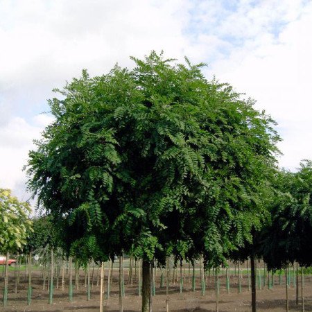 Robinier Boule 'Umbraculifera'