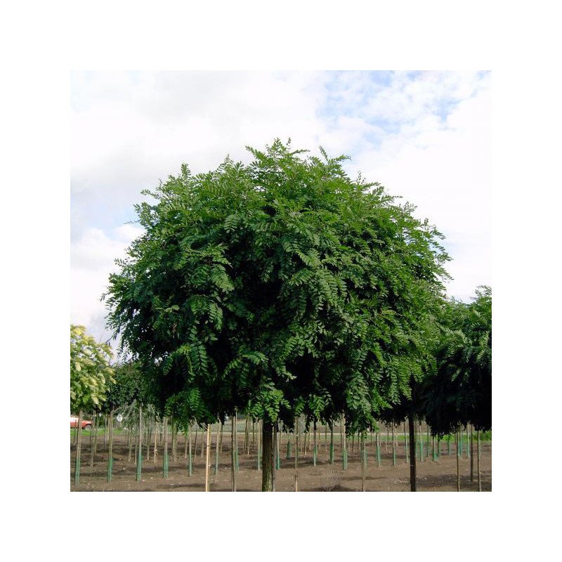 Robinier Boule 'Umbraculifera'