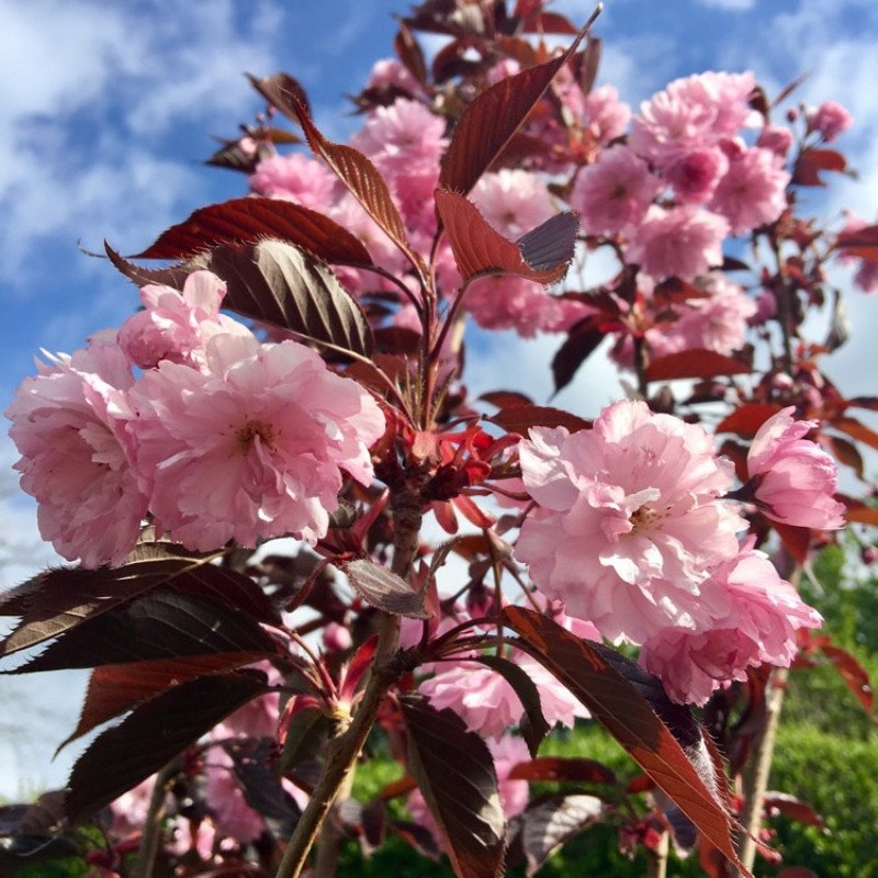 Cerisier pourpre du Japon 'Royal Burgundy'