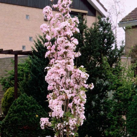 Cerisier du Japon 'Amanogawa'