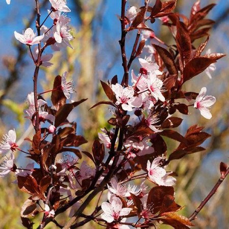 Prunier pourpre à fleurs 'Pissardii'