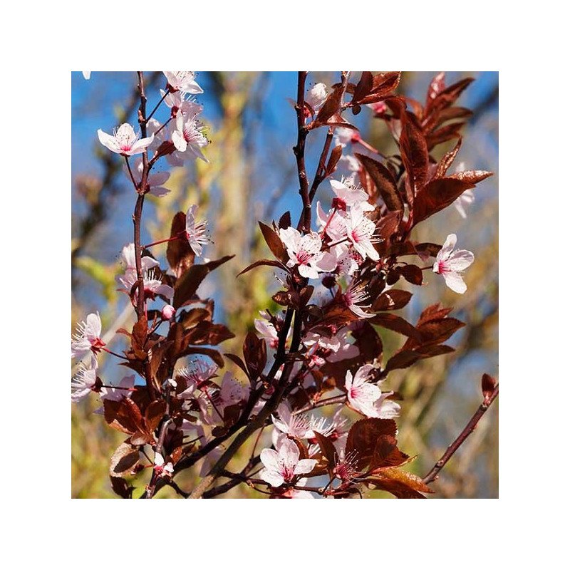 Prunier pourpre à fleurs 'Pissardii'