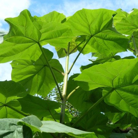 Paulownia tomentosa - Jeune Plant