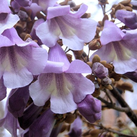 Paulownia tomentosa