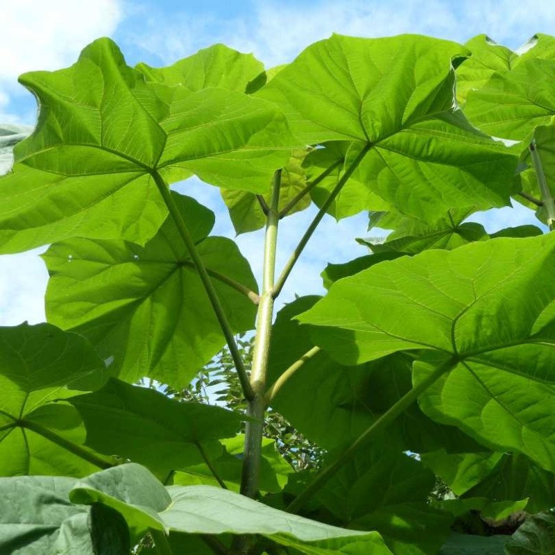 Paulownia tomentosa
