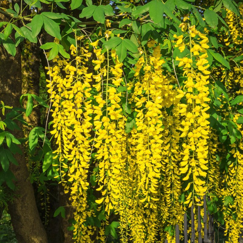 Cytise - Jeune Plant