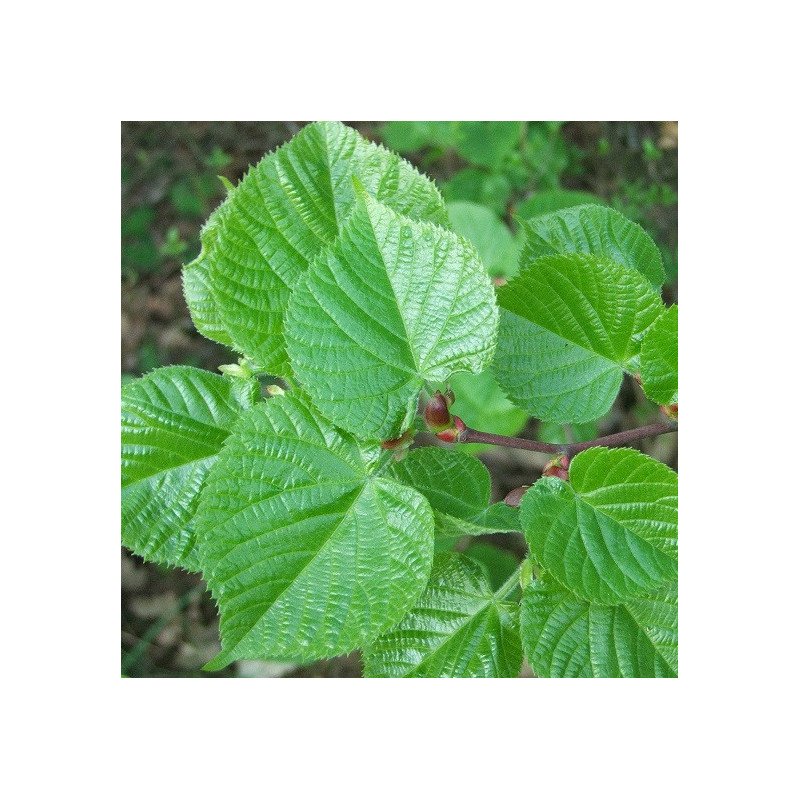 Tilleul à grandes feuilles - Jeune Plant