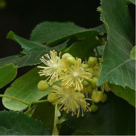 Tilleul des Bois