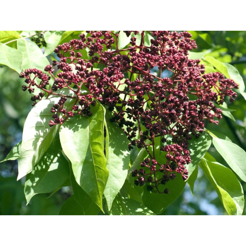 Arbre à Miel - Tetradium danielii