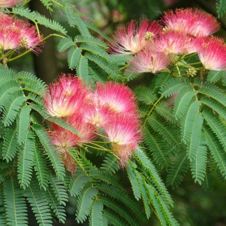 Albizia rose - Jeune Plant