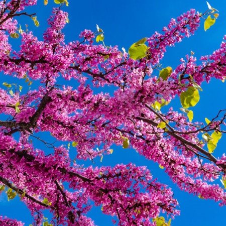 Arbre de Judée - Jeune Plant