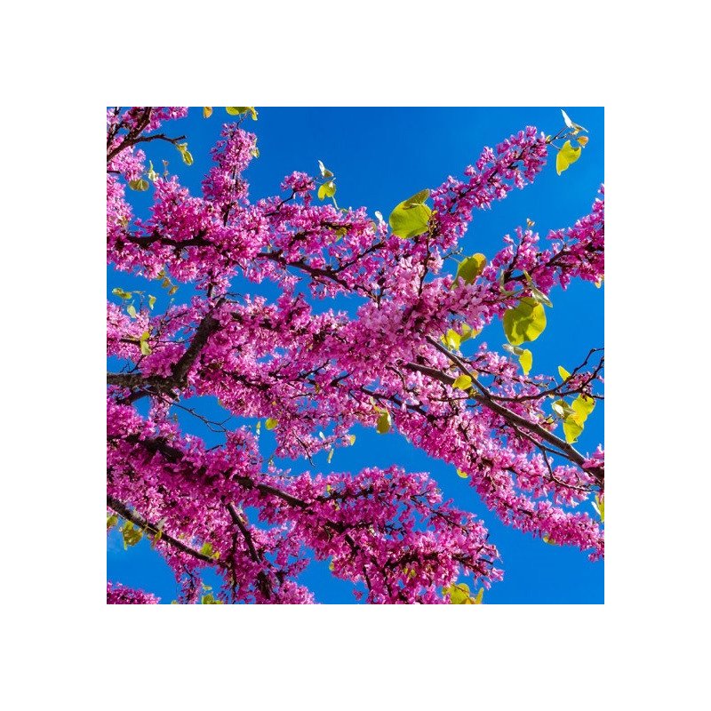 Arbre de Judée - Jeune Plant