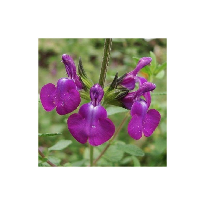 S. x microphylla 'Christine Yeo'