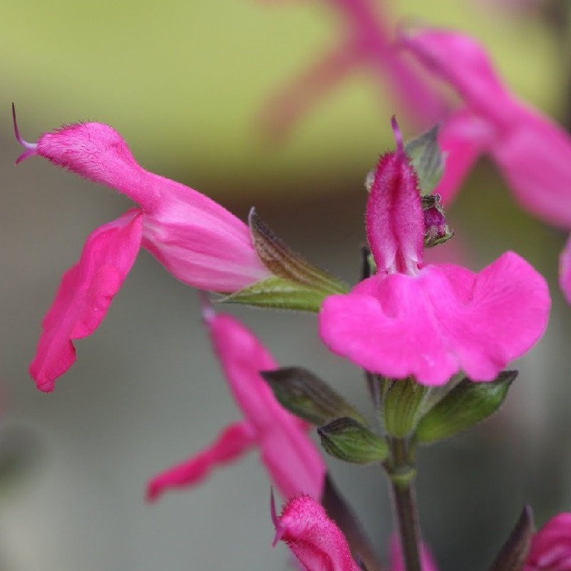 Sauge microphylla 'Cerro Potosi'