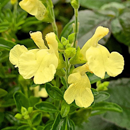 S. x jamensis 'Suncrest Lemon Light'
