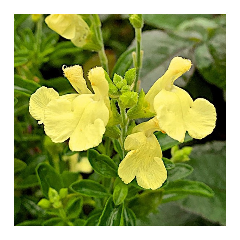 S. x jamensis 'Suncrest Lemon Light'