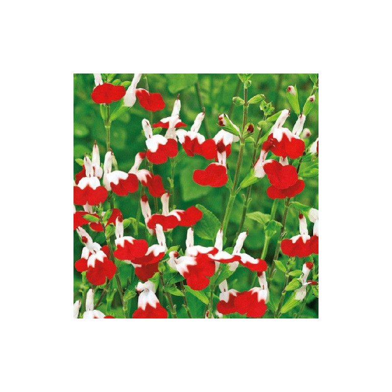 S. microphylla 'Hot Lips'