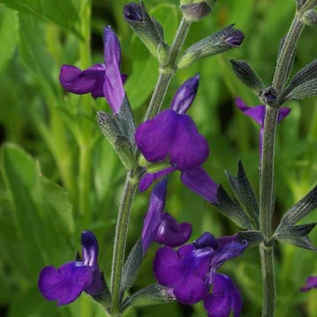 S. macellaria