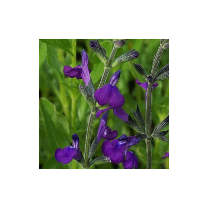 S. macellaria