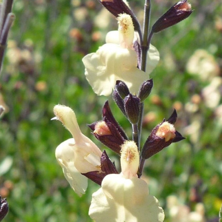 S. x jamensis 'Melen'