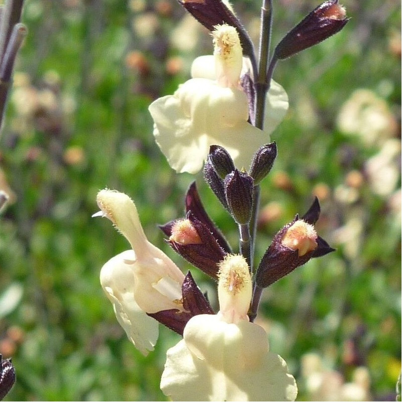 S. x jamensis 'Melen'