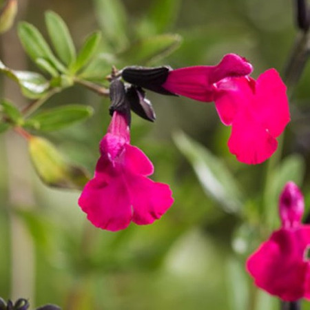S. microphylla 'Porthos'