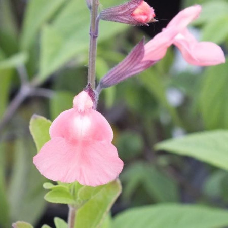 S. microphylla 'Ribambelle'