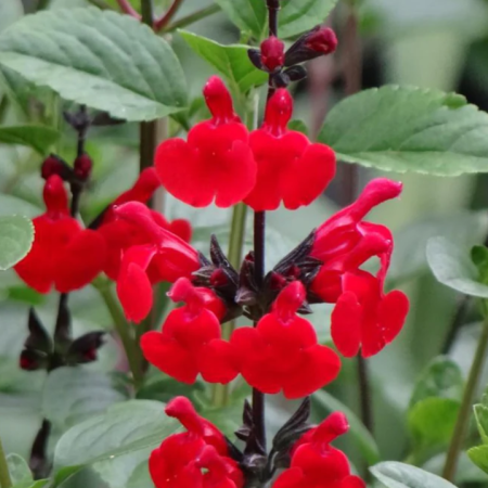 S. microphylla 'Royal Bumble'