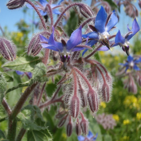 Bourrache officinale